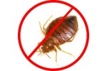 Bed Bug Control Treatment